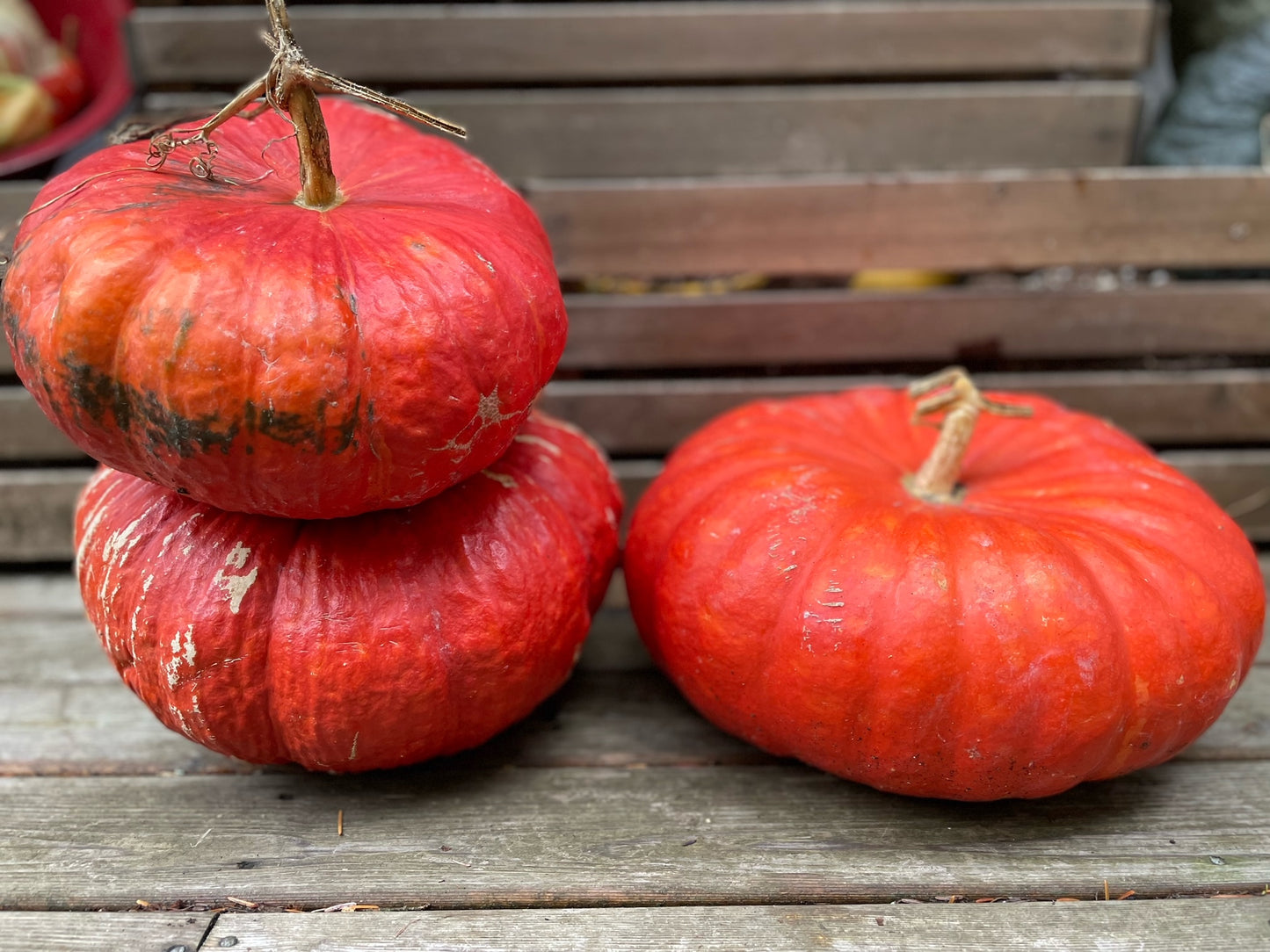 Backyard Farm Grown Large Decorative Pumpkin