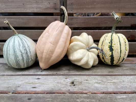 Backyard Farm Decorative and Funky Gourds