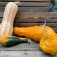 Backyard Farm Decorative and Funky Gourds