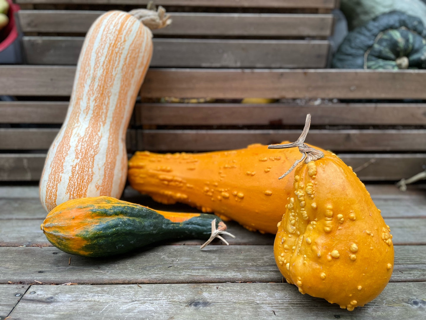 Backyard Farm Decorative and Funky Gourds