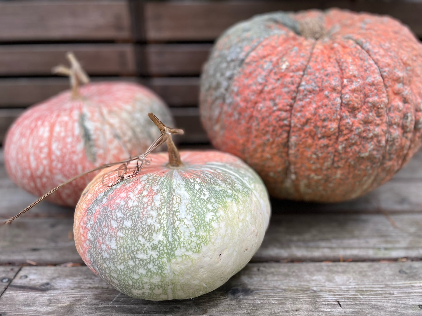 Backyard Farm Grown Large Decorative Pumpkin