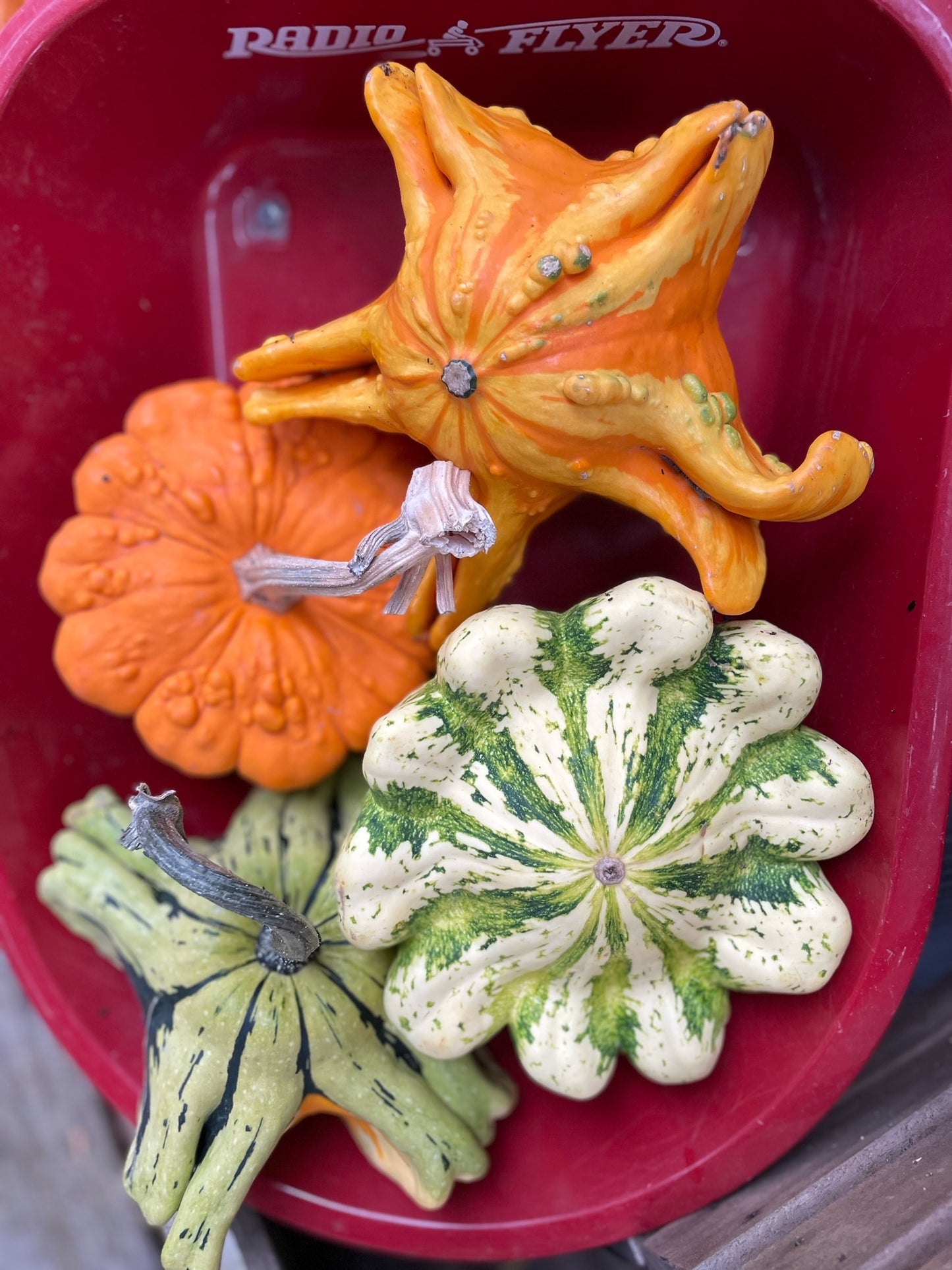 Backyard Farm Decorative and Funky Gourds