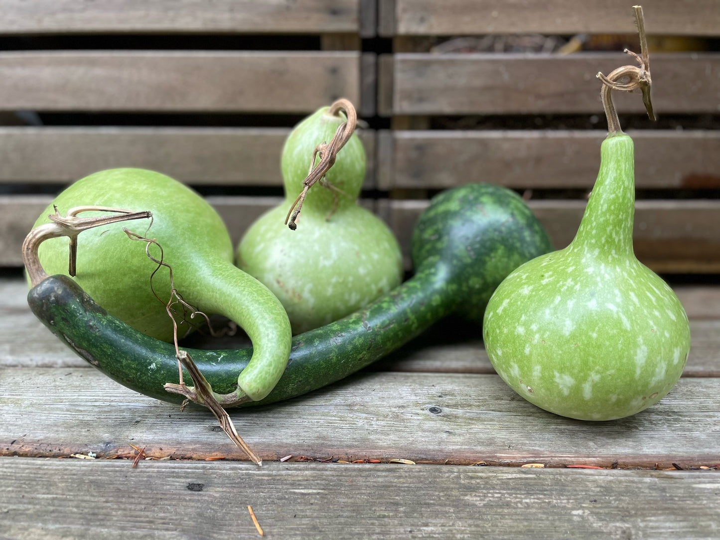 Backyard Farm Decorative and Funky Gourds