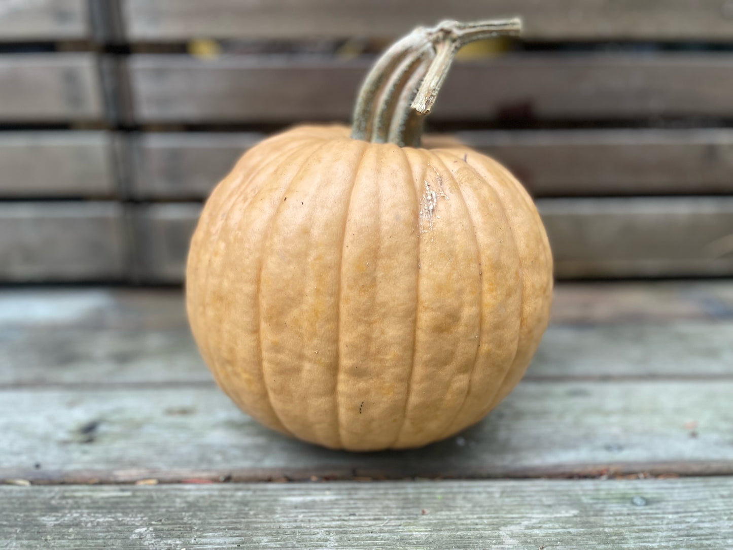 Backyard Farm Grown Large Decorative Pumpkin