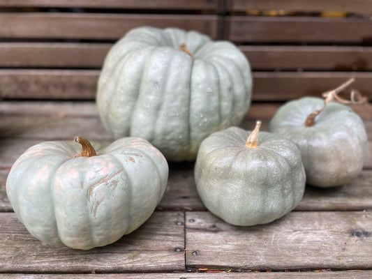 Backyard Farm Grown Large Decorative Pumpkin