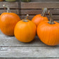 Backyard Farm Classic Orange Carver