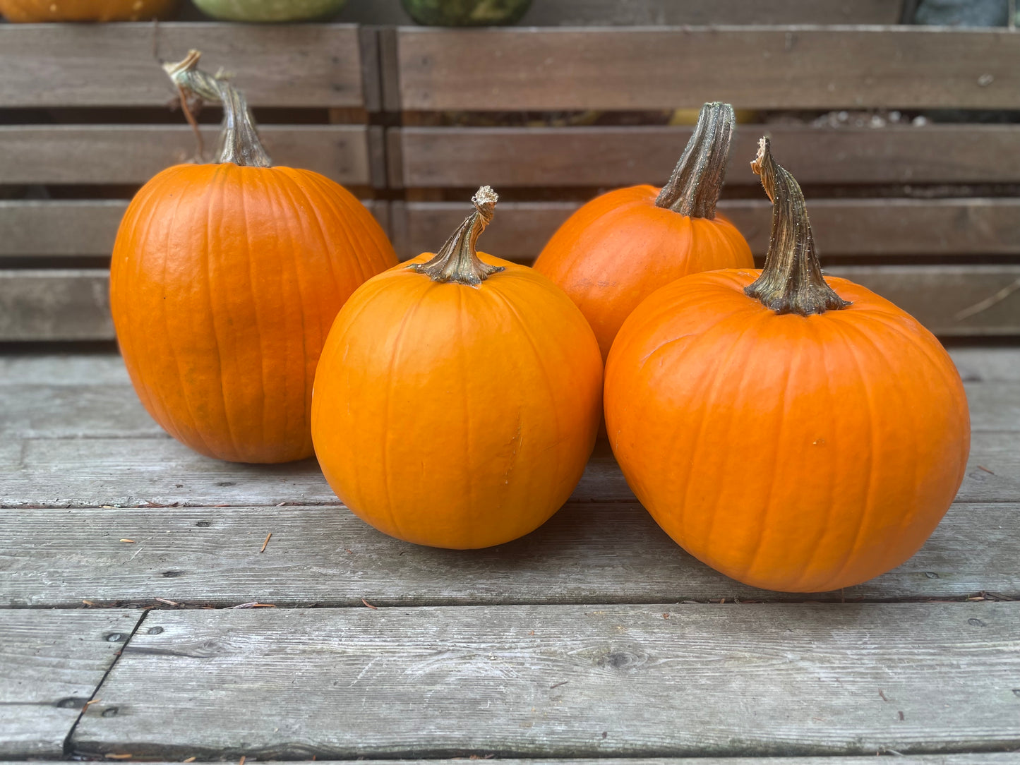 Backyard Farm Classic Orange Carver